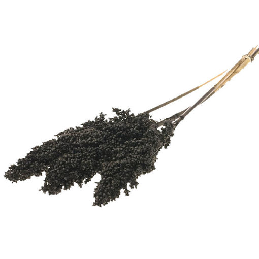 Picture of Dried Indian Corn Black