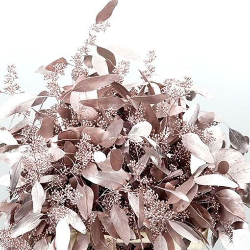Picture of Eucalyptus Populus with Berries | Champagne