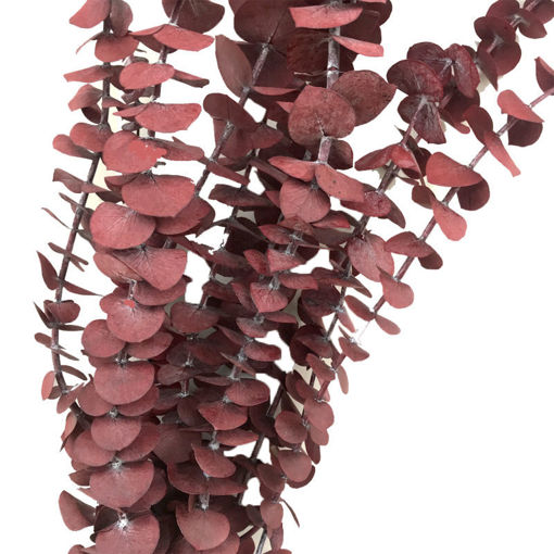 Picture of Preserved Baby B. Eucalyptus |  Red