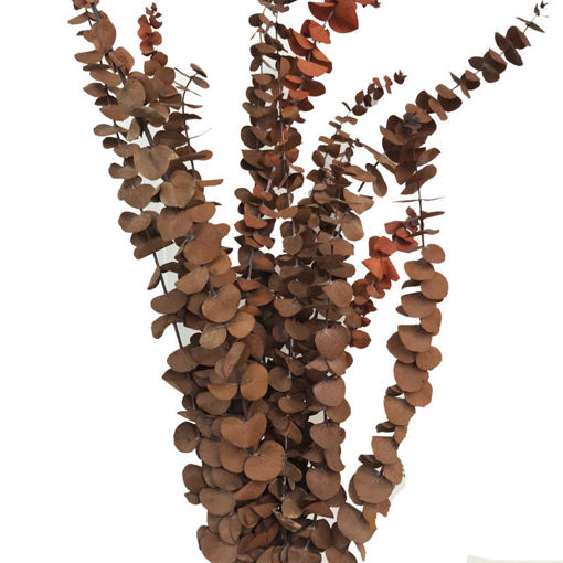 Picture of Eucalyptus Baby Blue | Stabalised | Brown