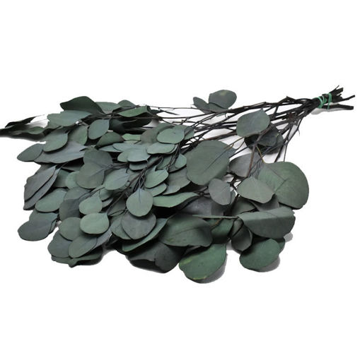 Picture of Preserved Eucalyptus Populus | Moss Green