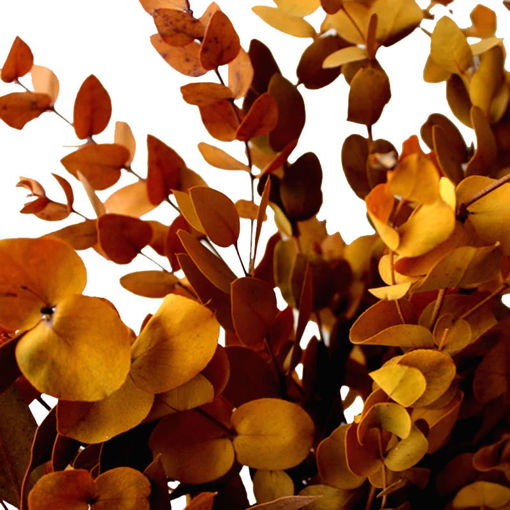 Picture of Preserved Eucalyptus Populus | Orange