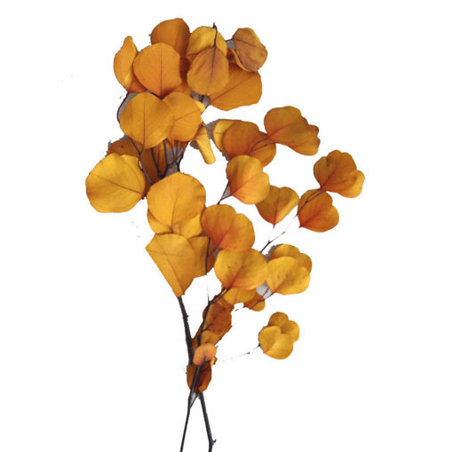 Picture of Preserved Eucalyptus Populus | Yellow