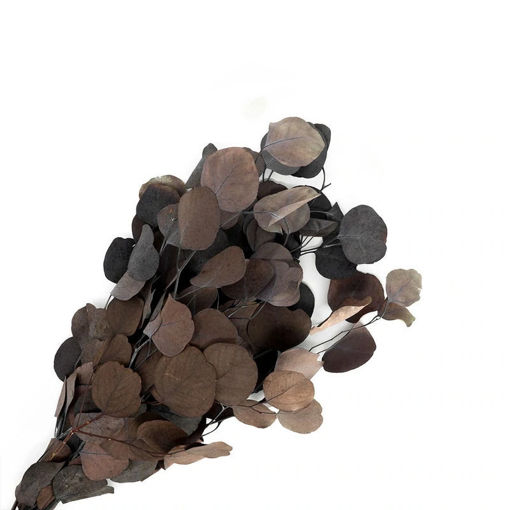 Picture of Preserved Eucalyptus Populus | brown