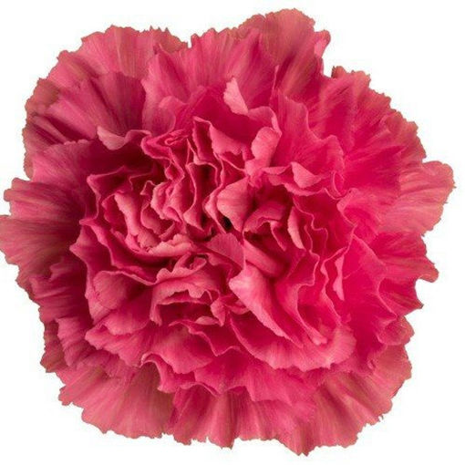 Picture of Carnation Tonic Goblin