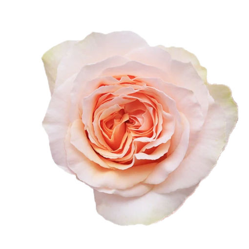 Picture of Rose Bellini