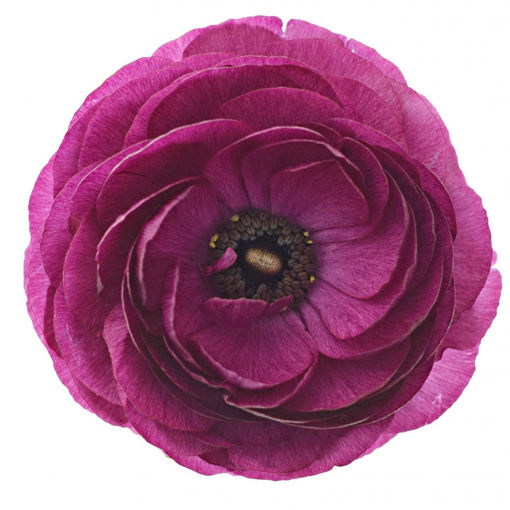 Picture of Ranunculus Violin
