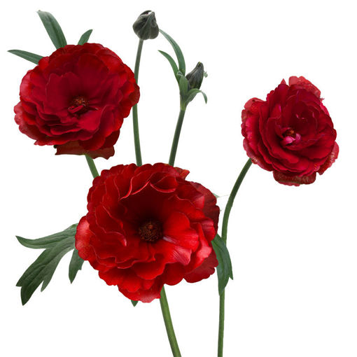 Picture of Ranunculus Butterfly Hades