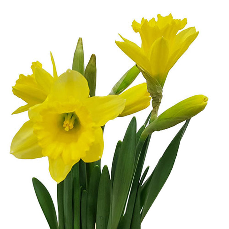 Narcissus Daffodil Carlton | Cut Narcissus - Daffodils | Flower ...
