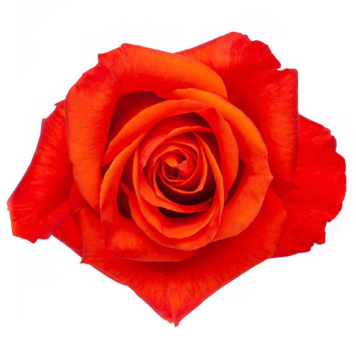 Picture of Rose Patz