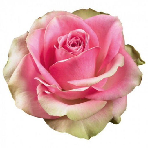 Picture of Rose bellvue