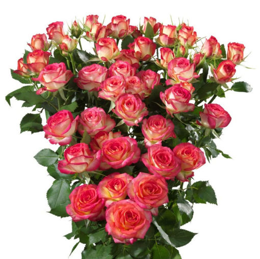 Picture of Rose Spray Summer Dance