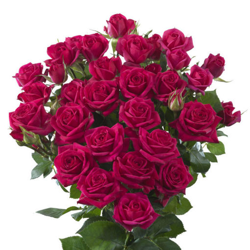 Picture of Rose Spray Quincey