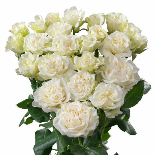 Picture of Rose Spray Bridal Flow