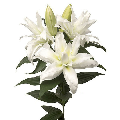 Picture of Lillium Oriental Roselily Leona