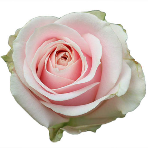 Picture of Rose Sweet Avalanche