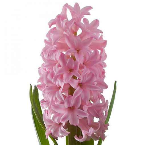 Picture of Hyacinth Anna Marie