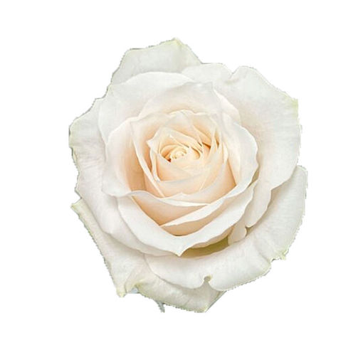 Picture of Rose Silver Bell