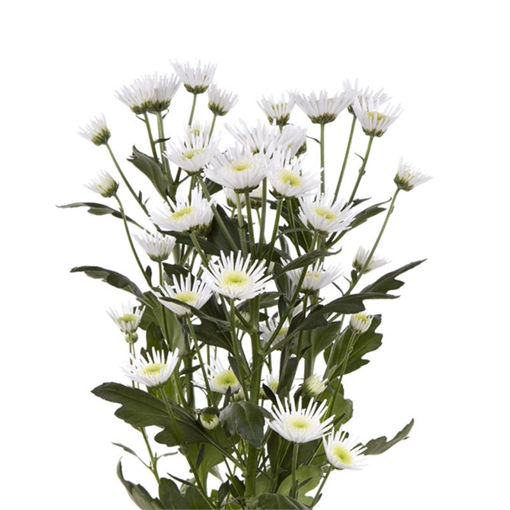 Picture of Chrysant. Santini Maradona