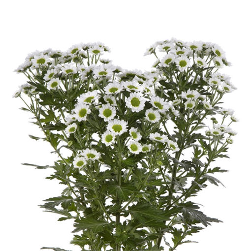 Picture of Chrysant. Santini Pixel White