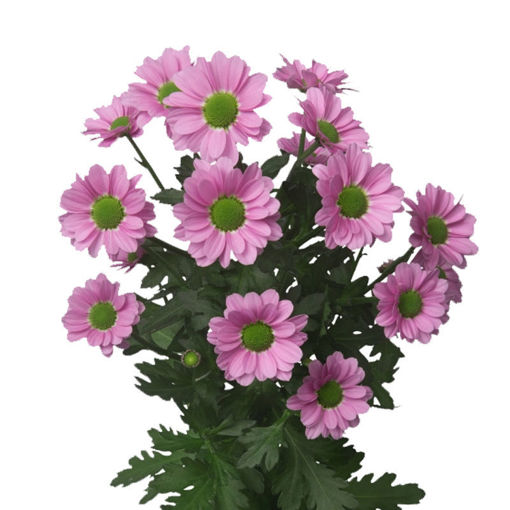 Picture of Chrysant. Santini Krissi
