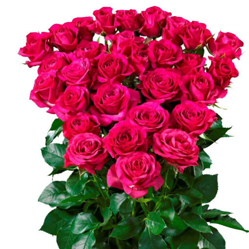 Picture of Rose Spray Cheyenne