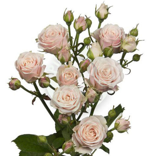 Picture of Rose Spray Sweet 4-tune