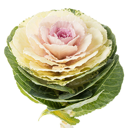 Picture of Brassica Empire Alexandra