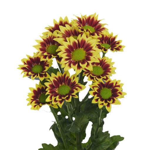 Picture of Chrysant. Spray Haydar Gold