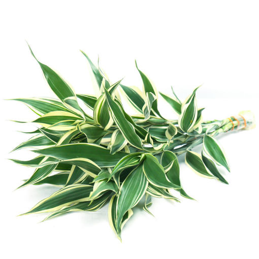 Picture of Dracaena Sandriana White