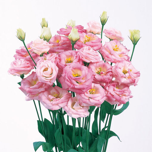 Picture of Lisianthus Rosita Pink