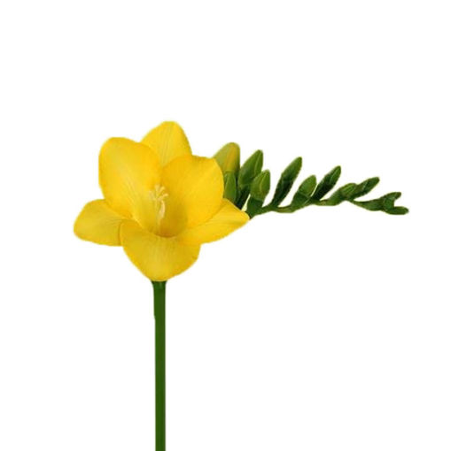 Picture of Freesia Serrada