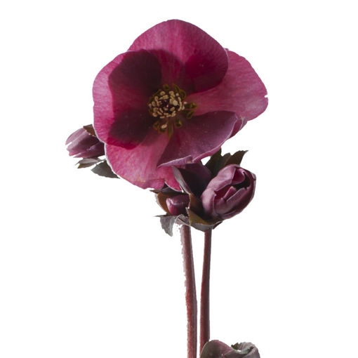 Picture of Helleborus Aarendelle Mara Red