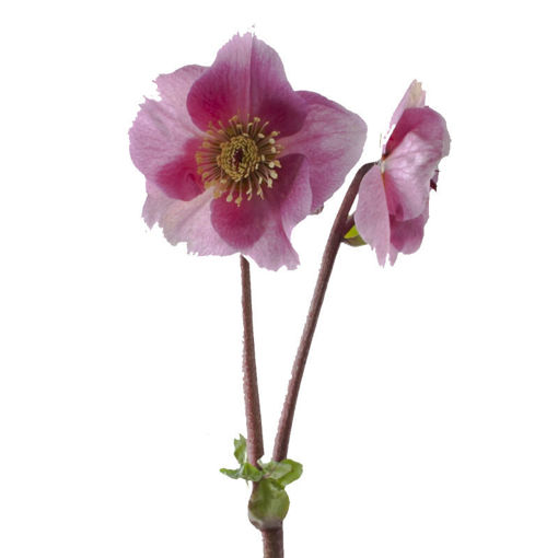 Picture of Helleborus Aarendelle Belle PInk