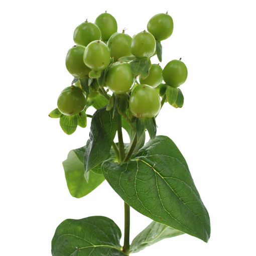 Picture of Hypericum Lucky Romance