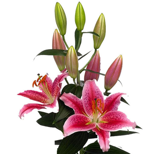 Picture of Lillium Oriental Calvados
