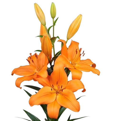 Picture of Lillium LA Cortona