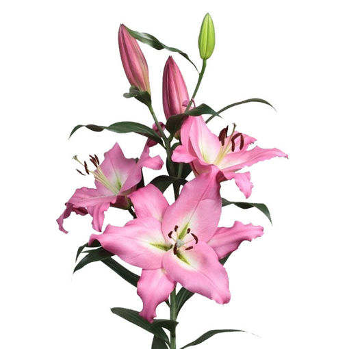 Picture of Lillium Oriental Albareto