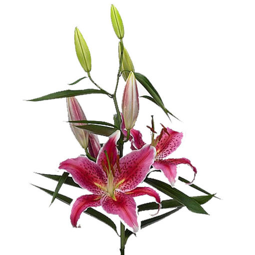 Picture of Lillium Oriental Mero Star