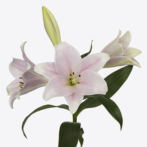 Picture of Lillium Longiflorum Cali Pink