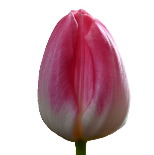 Picture of Tulip First Class