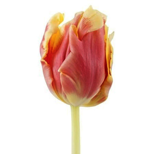 Picture of Tulip Dee jay Parrot