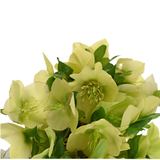 Picture of Helleborus Queen Yellow