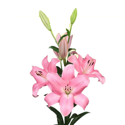 Picture of Lillium LA Tirreno