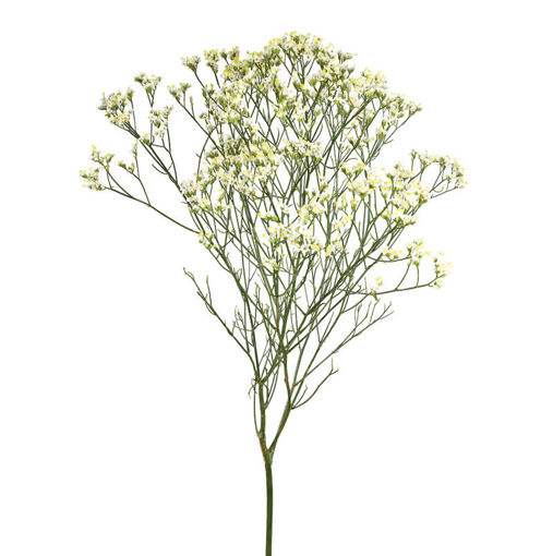 Picture of Limonium Pina Colada