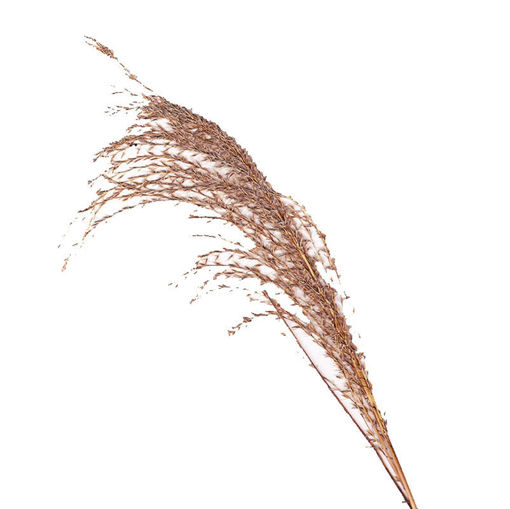 Picture of MIcanthus White Cloud