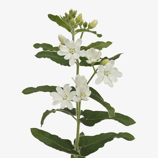 Picture of Oxypetalum Coeruleum Alba