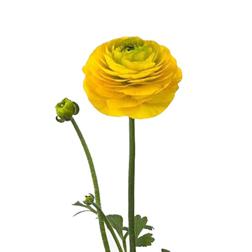 Picture of Ranunculus Pauline Gold