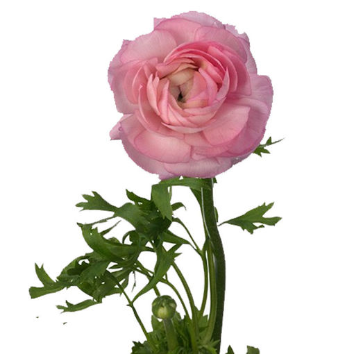 Picture of Ranunculus Amandine PInk
