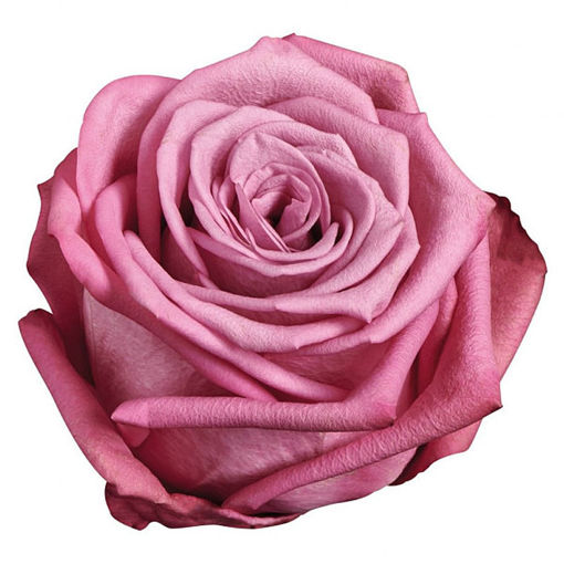 Picture of Rose Dionysus